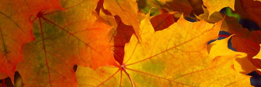 herbst2